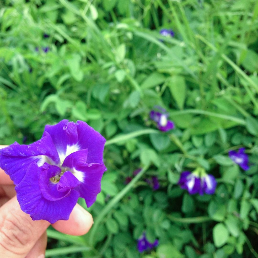 Discover the Benefits of Clitoria Ternatea at Our Goddess Retreat’s Permaculture Food Forest